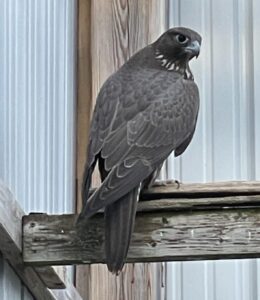 WhatsApp Image 2024-10-28 at 4.06.56 PM