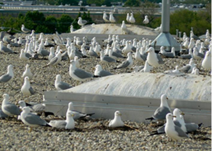 Colony of seagulls nesting on a commercial roof